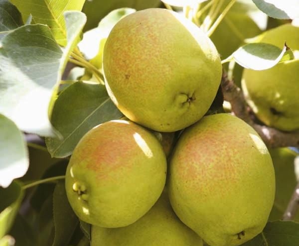 庫(kù)爾勒香(xiāng)梨圖片 庫爾勒香梨圖片-聯傑新聞(wén)資(zī)訊-廣州聯傑知(zhī)識產權代理有限公司